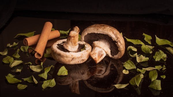 Plongez dans l'univers fascinant de la mycothérapie !